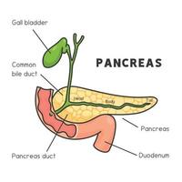 páncreas y vesícula biliar que sobresalen del gráfico del diagrama del intestino delgado en el tema de la ciencia dibujos animados vectoriales de garabatos kawaii vector