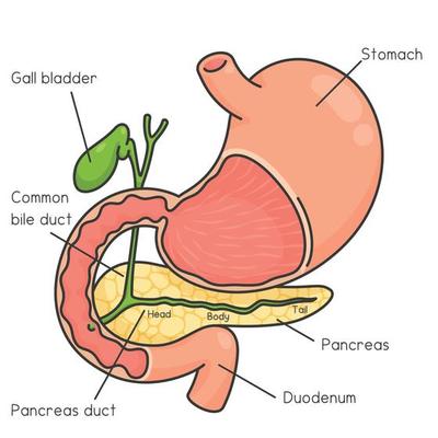 Pancreas Vector Art, Icons, and Graphics for Free Download