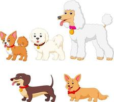 conjunto de colección de diferentes tipos de perros vector