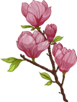 Bouquet of Magnolia flower, branch with pink flower and leaves illustrations. Composition with flowers. Floral bouquet png