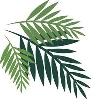 Three flat style green palm leaves isolated on white background vector