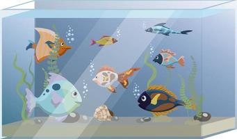 Square aquarium with six colorful fish and seaweed, isolated on white background vector