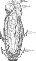 vasos sanguíneos del recto y el ano, ilustración antigua. vector