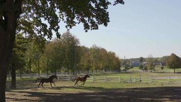 Due cavalli in esecuzione su sabbia nel estate giorno con verde alberi e fienile edifici nel il sfondo. contento mustang giocando e inseguire ogni altro nel un' recinto per bestiame fra albero tronchi. video