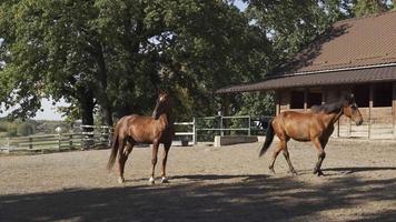 cavalos de tração no piquete com celeiro. cavalos de pedigree cor marrom branca na fazenda estão andando lentamente. dois mustangs juntos, com prédios de baias para cavalos ao fundo. video