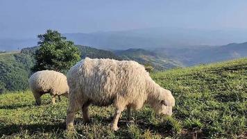 schapen grazen, wit schapen grazen Aan groen velden met bergen in de achtergrond. schapen verhogen in een mooi Open natuur. video