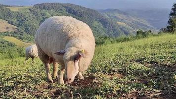 des moutons paissent, des moutons blancs paissent sur des champs verts avec des montagnes en arrière-plan. élevage de moutons dans une belle nature ouverte. video