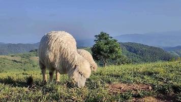 schapen grazen, wit schapen grazen Aan groen velden met bergen in de achtergrond. schapen verhogen in een mooi Open natuur. video