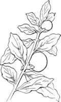 Solanum Capsicastrum vintage illustration. vector