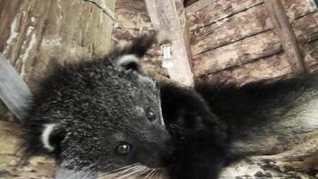 visage binturong gros plan dans une maison en bois video