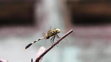 libélula amarilla negra en rama video