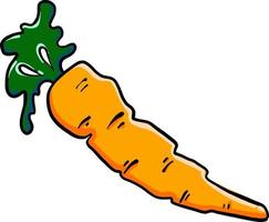 Fresh carrot, illustration, vector on white background