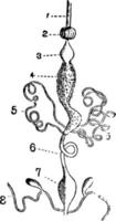 The Digestive Apparatus of a Beetle vintage illustration. vector