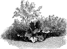 Border Planting to Showcase a Single Specimen, vintage illustration. vector