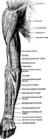 músculos en la parte posterior del antebrazo del brazo y la ilustración vintage de la mano. vector