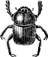 Dung Beetle, vintage illustration. vector