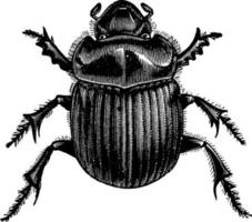 Tumblebug, vintage illustration. vector