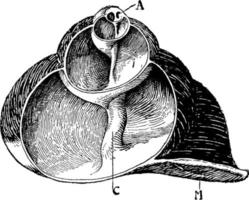 Vertical section of the shell of a species of Helix Shell, vintage illustration. vector