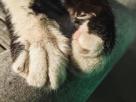 close-up of a feral cat's paw with pointy nails photo