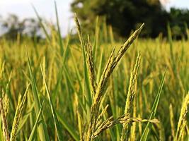 rice field nature blur blackground defocus photo