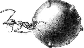 hormiga de miel repleta myrmecocystus hortideorum, ilustración vintage vector