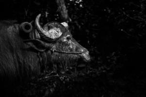 Big buffalo close up face in black and white photo