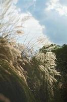 saccharum spontaneum planta bruja llamada kashful es la belleza del otoño foto