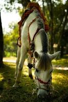 caballo blanco antes de comer hierba en el bosque foto