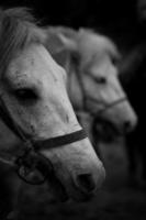 White horse on a winter morning black and white photo