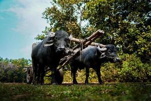 Big black buffalo towing a cart through the jungle photo