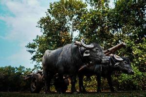 Big black buffalo towing a cart through the jungle photo