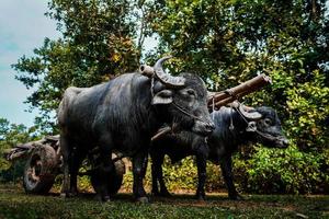 Big black buffalo towing a cart through the jungle photo