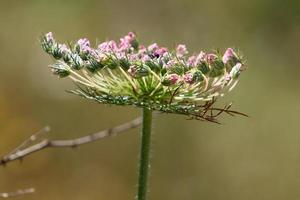 Wild carrot blooms in a forest clearing. photo