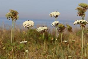 Wild carrot blooms in a forest clearing. photo