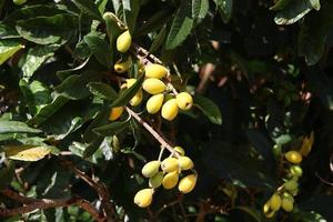 el níspero japonés madura en un árbol en un parque de la ciudad en el norte de israel. foto