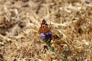 Lepidoptera butterfly sits on a flower. photo