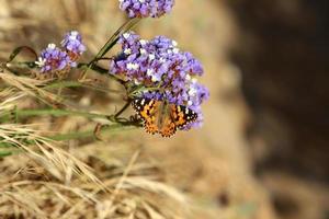 Lepidoptera butterfly sits on a flower. photo