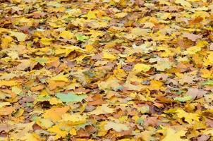 A large number of fallen and yellowed autumn leaves on the ground. Autumn background texture photo