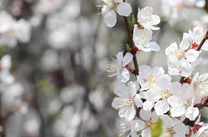 Pink Apple Tree Blossoms with white flowers on blue sky background photo