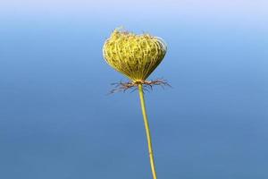 Wild carrot blooms in a forest clearing. photo