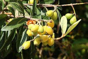 el níspero japonés madura en un árbol en un parque de la ciudad en el norte de israel. foto