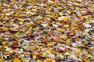 A large number of fallen and yellowed autumn leaves on the ground. Autumn background texture photo