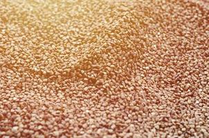 Background texture of a large pile of buckwheat. Many buckwheat grains close-up in daylight photo