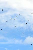 A lot of white gulls fly in the cloudy blue sky photo