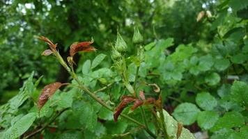 pequeños capullos de rosa húmedos en un rincón verde. clima lluvioso en el jardín. video