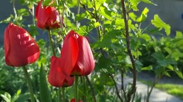 tulipanes rojos en flor en el primer plano del jardín en el fondo de los arbustos de grosella. video
