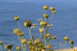 Wild carrot blooms in a forest clearing. photo