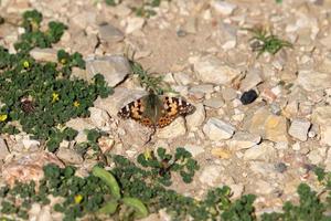 Lepidoptera butterfly sits on a flower. photo