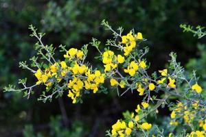 Broom blossoms in a city park in northern Israel. photo