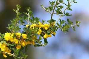 Broom blossoms in a city park in northern Israel. photo